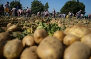 Tarım ve Orman Bakanı Pakdemirli: Türkiye patates...