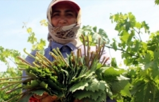 Yaprağı meyvesinden 10 kat pahalı