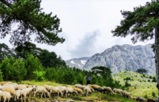 Yarım asırdır aynı yaylaya göçüyorlar