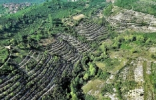 Ormanlaştırma iklim değişikliğine çare olabilir