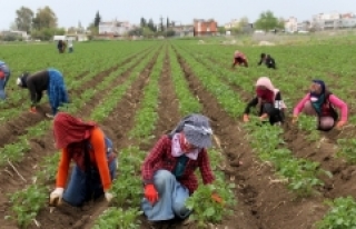 Çukurova'da tarımsal üretim hız kesmiyor