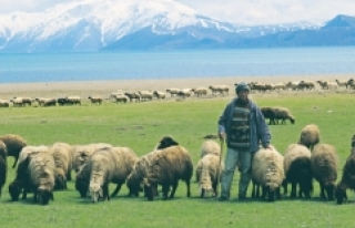 Hayvan yetiştiricilerinden, atıl hazine arazilere...