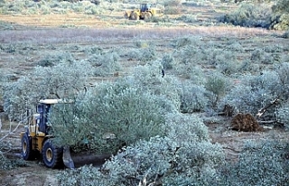 Zeytinlik alanlarda madencilik izni çıktı