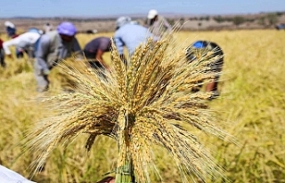 2022 çeltik alım fiyatları açıklandı