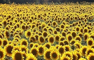 Ayçiçeği tohumu ithalatında gümrük vergisi düşürüldü