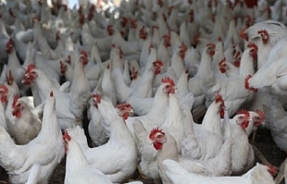 Türkiye'de geçen yıl 2,4 milyon ton tavuk...