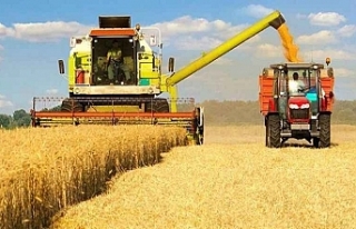 Türkiye'nin buğday üretimi 21,5 milyon tona...