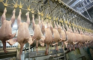 Tavuk eti üretimi eylülde aylık bazda yüzde 5,7,...
