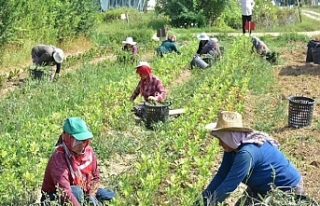 Türkiye’nin tarım envanteri çıkarılıyor: 450...