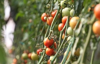 Destekler organik tarım üretimini artırdı