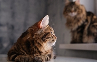 Bize 'gerçekten' gülüyorlarmış: Kedinizle...