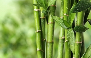 Bilim dünyası merceğe aldı: Bambu, yeni "süper...