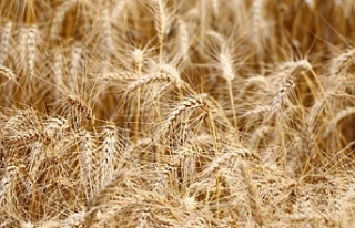 Su yetersizliği buğdayda verimi yüzde 40'a...