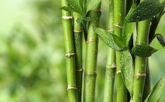 Bilim dünyası merceğe aldı: Bambu, yeni "süper gıda" olabilir