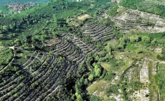 Ormanlaştırma iklim değişikliğine çare olabilir