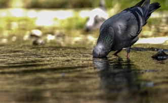 Dünya 2024'te en sıcak yazı yaşadı