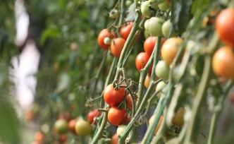 Destekler organik tarım üretimini artırdı