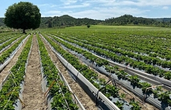 Tarım ve kırsal kalkınma hibeleriyle 70,3 milyon euroluk yatırım