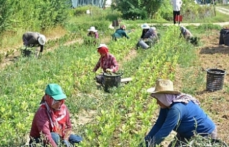 Türkiye’nin tarım envanteri çıkarılıyor: 450 bin çiftçi sisteme işlendi