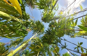 21 ilde kenevir üretimi yapılabilecek