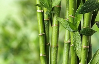 Bilim dünyası merceğe aldı: Bambu, yeni "süper gıda" olabilir