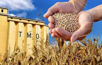 Buğdayda yeni dönem: TMO stokları günlük satışa açılıyor