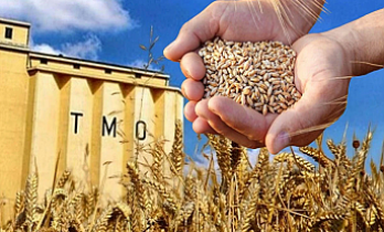 Buğdayda yeni dönem: TMO stokları günlük satışa açılıyor