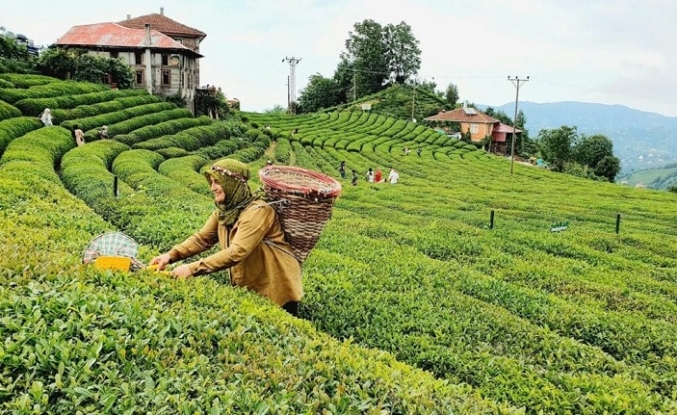 Türk çayında ihracat hedefi 25 milyon dolar