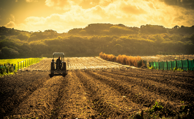 Çiftçiye verilen destekler, tarımda verim artışına katkı sağlıyor