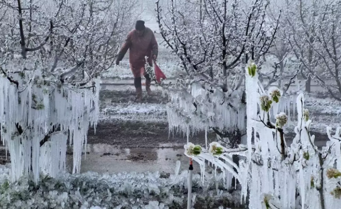 ÇKS kayıtlı çiftçiye zirai don desteği verilecek