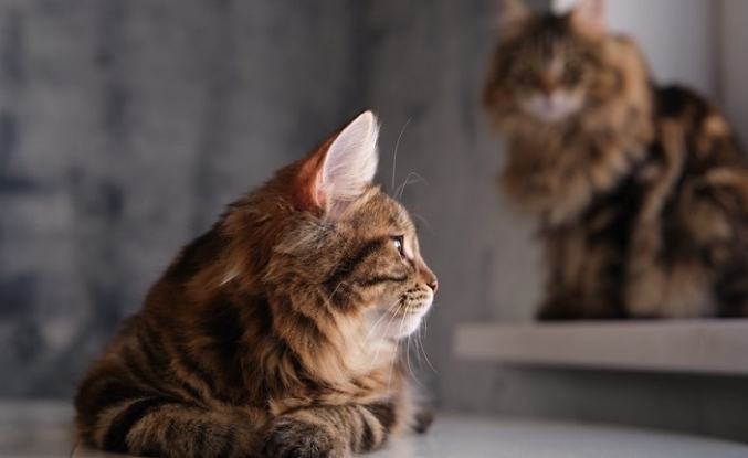 Bize 'gerçekten' gülüyorlarmış: Kedinizle iletişim kurmak için yavaşça göz kırpın