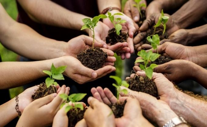 2025'te 517 milyon fidan ve tohum toprakla buluştu