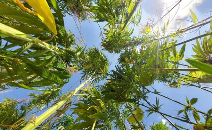 21 ilde kenevir üretimi yapılabilecek