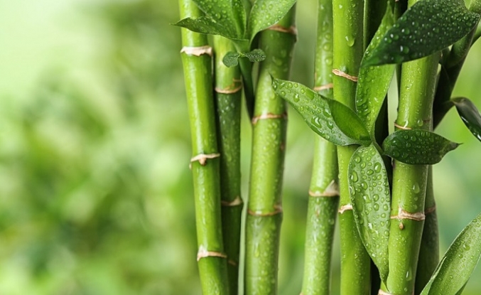 Bilim dünyası merceğe aldı: Bambu, yeni "süper gıda" olabilir