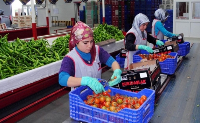 Tarımda tüm zamanların en yüksek yıllık ihracatı