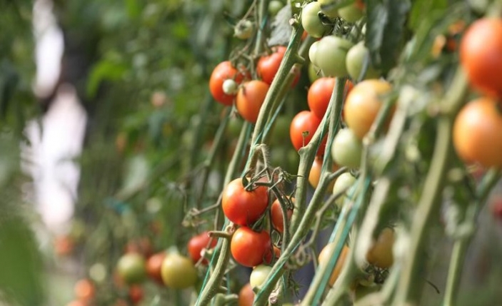Destekler organik tarım üretimini artırdı