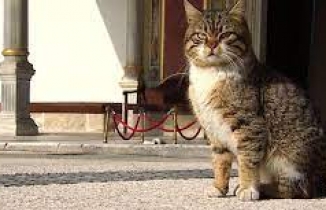 Topkapı Sarayı'nın 'kedi kapısı' bugünlerde 'Mülayim'e emanet